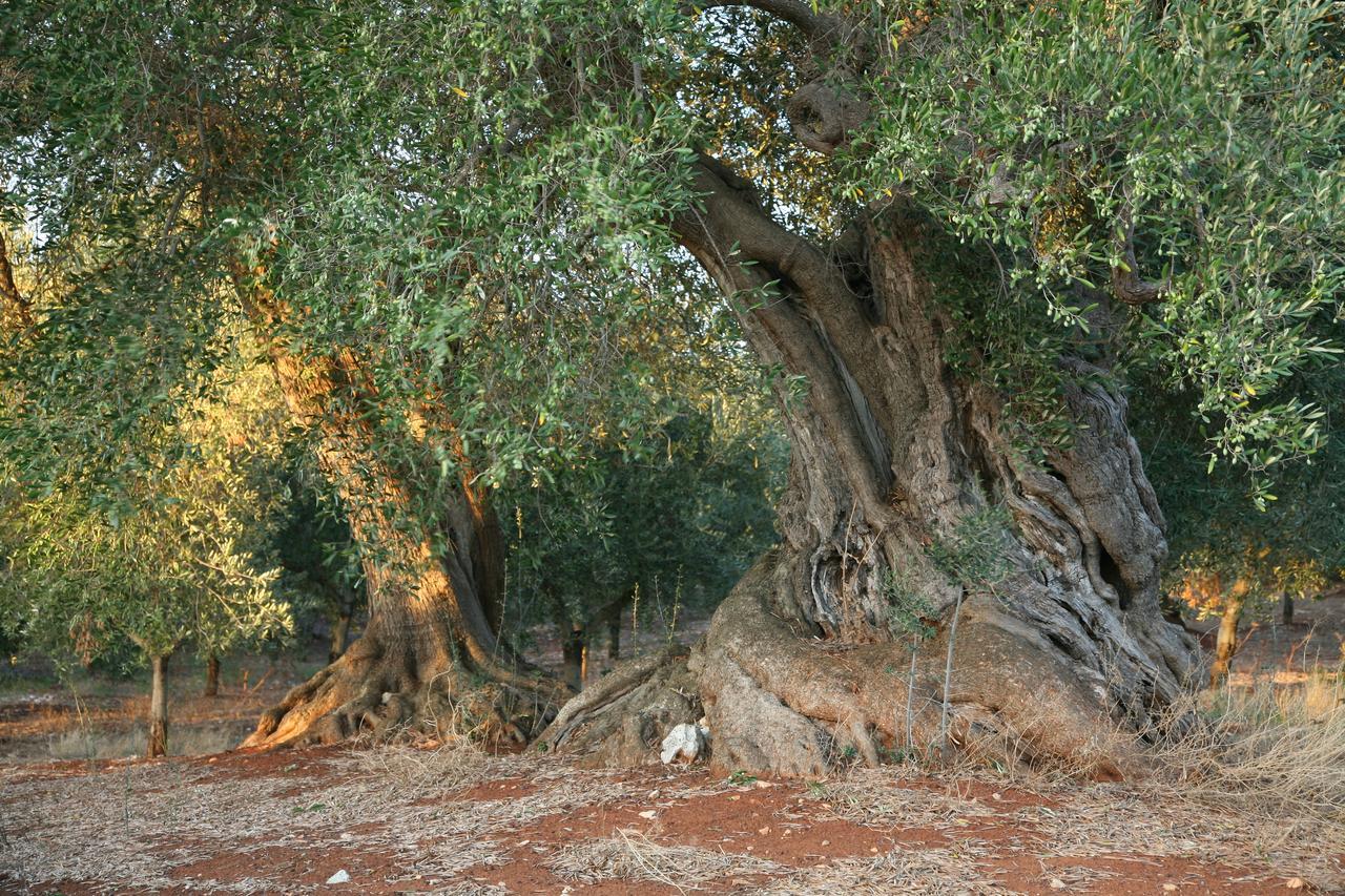 Masseria Montecchie سيغلي ميسابيكا المظهر الخارجي الصورة